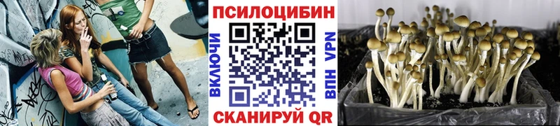 Галлюциногенные грибы Psilocybine cubensis  Братск 