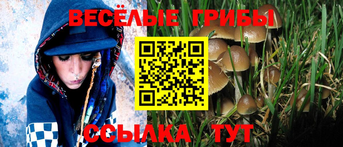 Галлюциногенные грибы GOLDEN TEACHER  Братск  продажа наркотиков  Псилоцибиновые грибы Psilocybine cubensis 