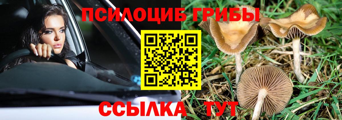 Псилоцибиновые грибы Psilocybe Братск